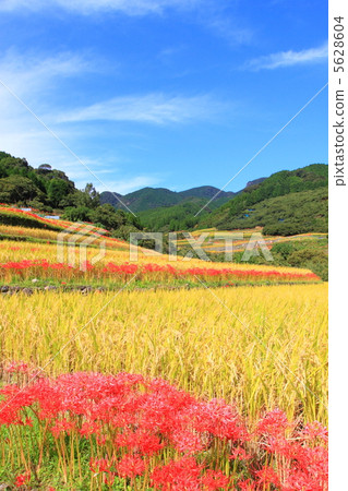 Tanadaka Higanohana 5628604