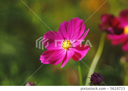 Cosmos 5628723