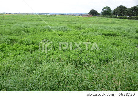 空閒的田野 5628729