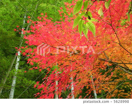 Autumn leaves of Kamakura Autumn leaves of Kamakura 5628998