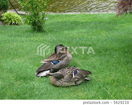 鴨 鴨 5629210