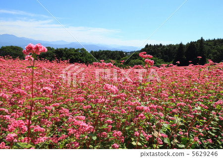 紅蕎麥麵沒有佐藤 5629246