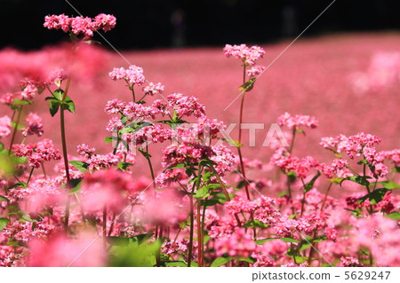 紅蕎麥麵沒有佐藤 5629247