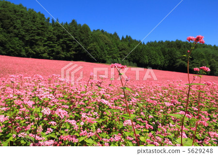 Red-soba no Sato Red-soba no Sato 5629248
