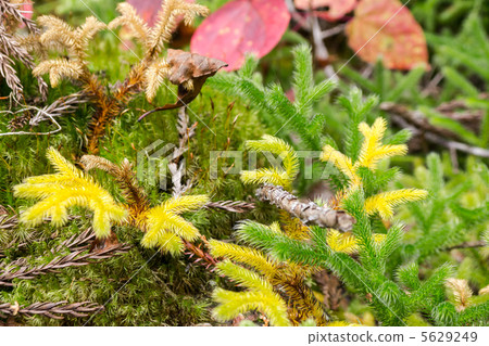 Plants that grow in the forest Plants that grow in the forest 5629249