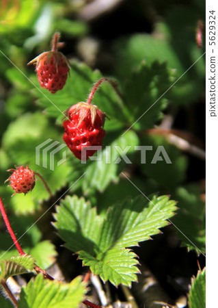 Wild Strawberries Wild Strawberries 5629324