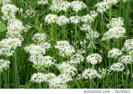 Nira Flower 5629463