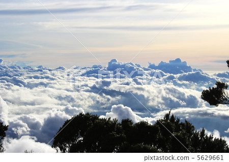 在婆羅洲的叢林中蔓延的雲海 5629661