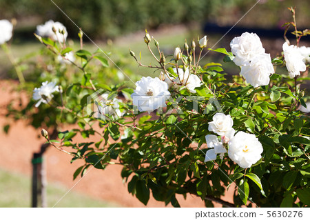 background of beautiful roses in the garden background of beautiful roses in the garden 5630276