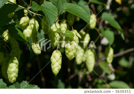 Green plant hops Green plant hops 5630351