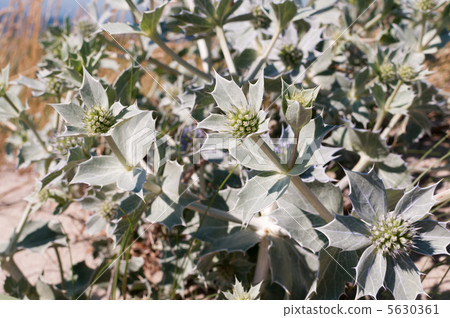 Eryngium maritimum Eryngium maritimum 5630361