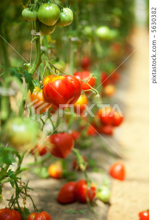 Many tomatoes growing in a glasshouse 5630382