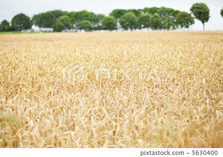 Beautiful golden field of cereals Beautiful golden field of cereals 5630400