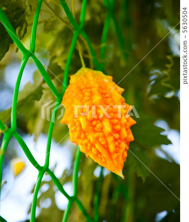 Momordica charantia.  Exotic fruit 5630504