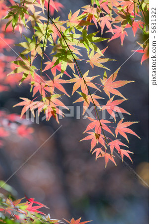 多彩的秋天 5631322