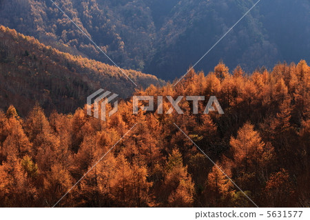 落葉松屬森林 落葉松屬森林 5631577