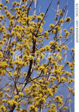 我叫Yamae Sanshui。阿卡春天金花。 5631578