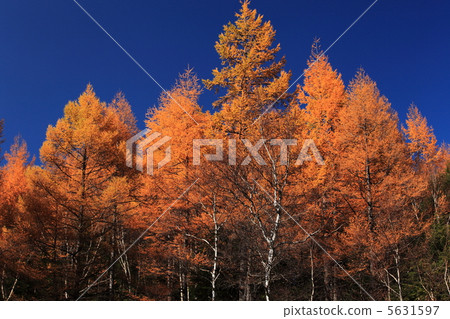 黃色葉子落葉松屬森林 5631597