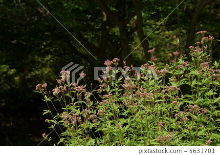 September Fuji Bakama · Asteraceae 37 September Fuji Bakama · Asteraceae 37 5631701