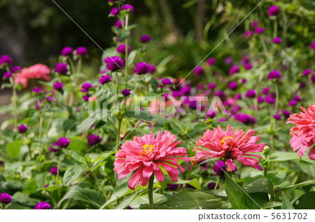 September Hyakunishiba · Asteraceae 15 sinia 5631702