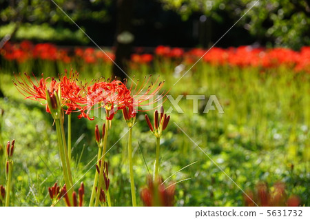 September Higambuna · Higambuna Department 37 5631732