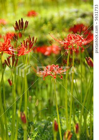 September Higambuna · Higanebana 36 5631733