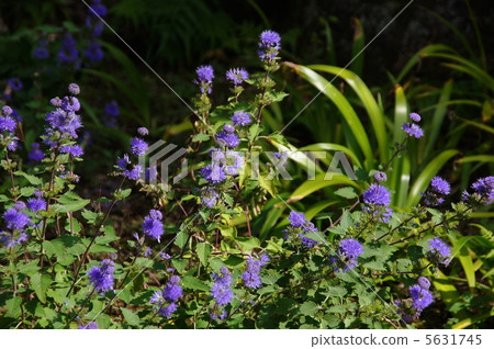 九月Dangiku·甜菜根家庭04 5631745