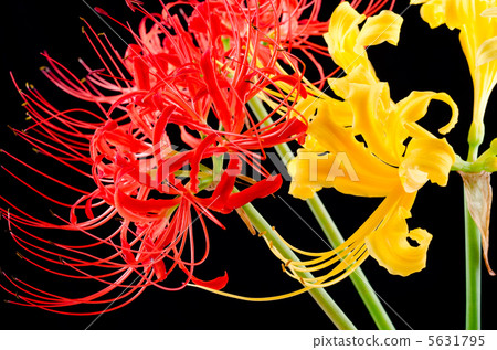 Stock Photo: red spider lily, golden spider lily, red