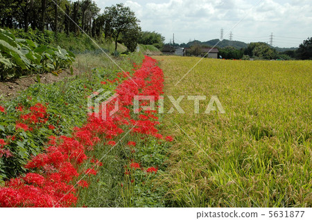 Autumn, Iwahara Hinako's cluster amaryllis and rice terraces Autumn, Iwahara Hinako's cluster amaryllis and rice terraces 5631877