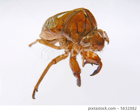 Cicada shell 5632082
