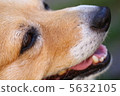 柯基犬！ 5632105