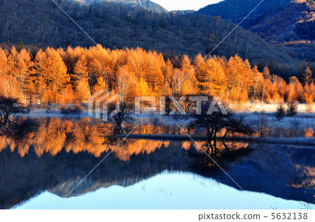 朝陽的森林 5632138