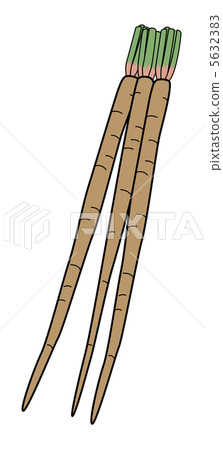 Burdock root 5632383