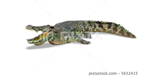Big crocodile isolated on white with clipping path included Big crocodile isolated on white with clipping path included 5632415