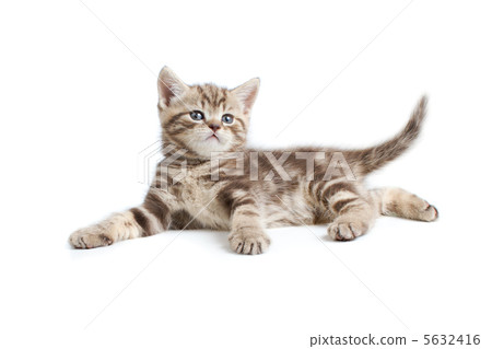 pretty marmoreal british kitten lying isolated on white pretty marmoreal british kitten lying isolated on white 5632416