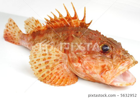 Onikasago (overhead view) 5632952