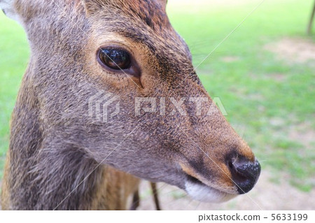 鹿的眼睛 5633199