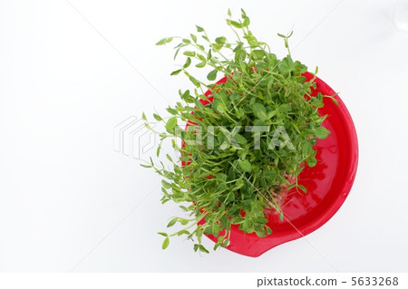 Soybean 5633268