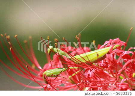 群集孤挺花 5633325