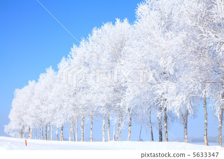 樹木覆蓋在冰霜中 5633347
