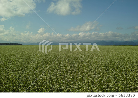 豬苗代的蕎麥田 5633350