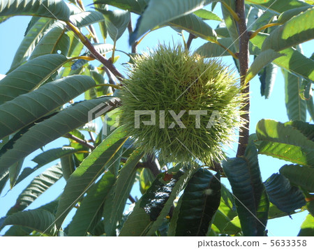 Chestnut Chestnut 5633358