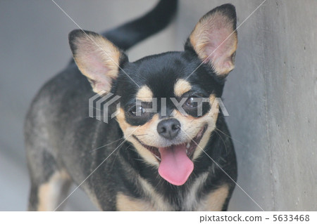 chihuahua smiling