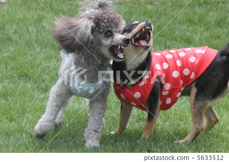 Fighting Chihuahua and Poodle Fighting Chihuahua and Poodle 5633512