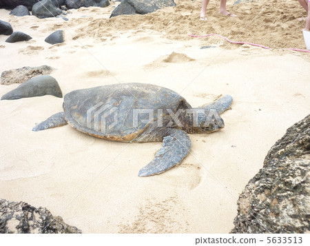 Hawaiian sea turtle Hawaiian sea turtle 5633513
