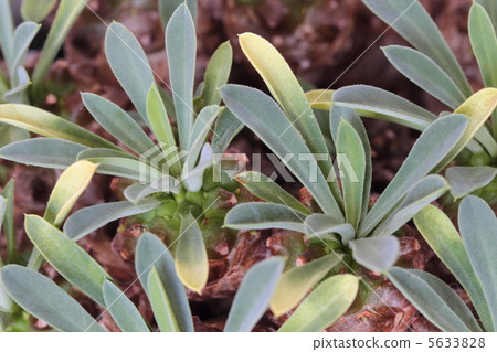 Euphorbia · ME Baysama Euphorbia · ME Baysama 5633828