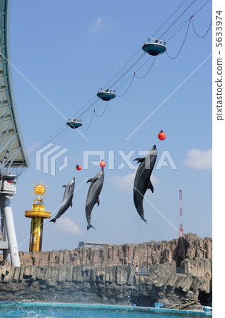海豚 海豚 5633974