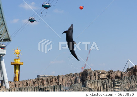 海豚 5633980