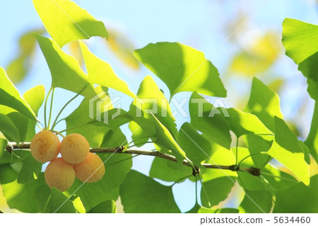 Ginkgo nuts 5634460