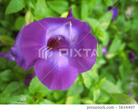 Akane Torenia 5634497